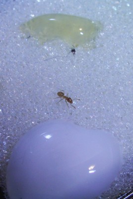 Tag 31. Abreiterin gerade.JPG