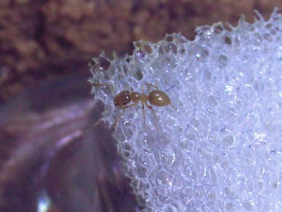 Tag 31. Arbeiterin.jpg