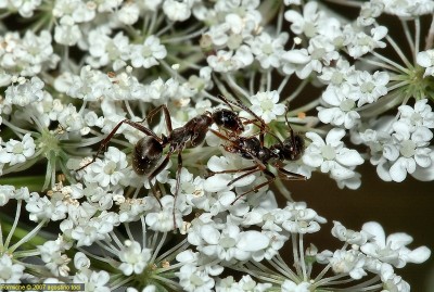 formiche_MA_PP2_DSC_8760.jpg