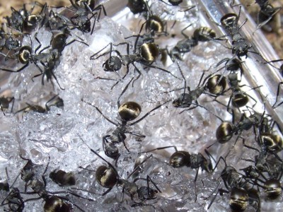 dives_3_nehmen_ein WasserGelBad.jpg