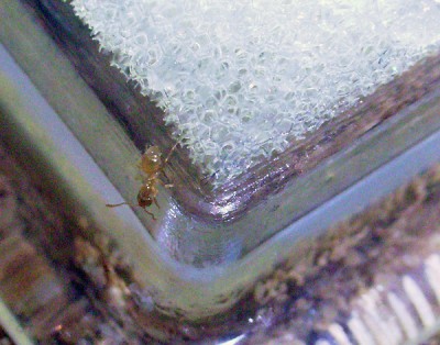 50. Tag Arbeiterin.jpg