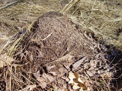 ant-hill2.JPG (213.58 KiB) 5486-mal betrachtet ant-hill2.JPG