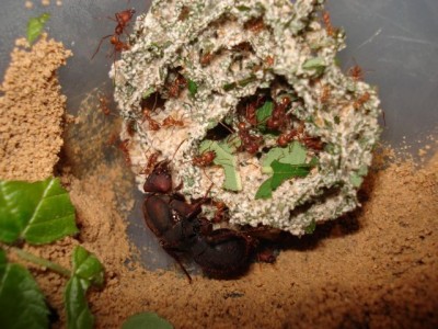 atta sexdens 002.jpg