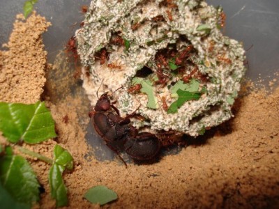 atta sexdens 001.jpg