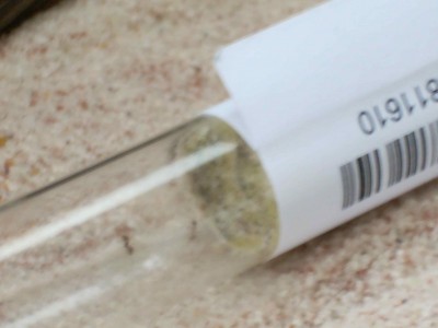 Pheidole problem 2.jpg