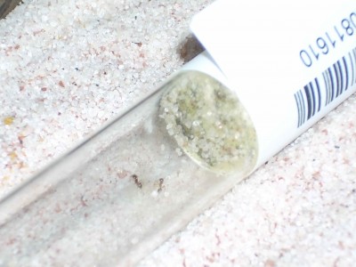 Pheidole problem.jpg