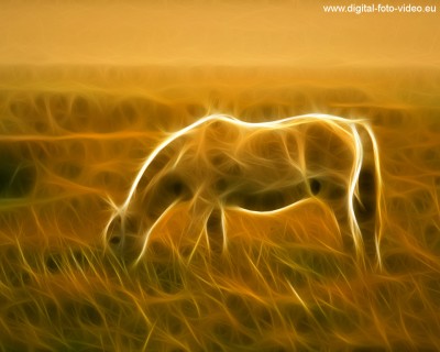 Pferd1-F-Wallpaper.jpg