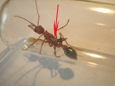 Ant2-Bild 03.jpg