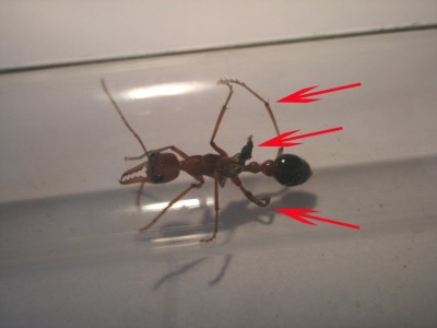 Ant2-Bild 01.jpg