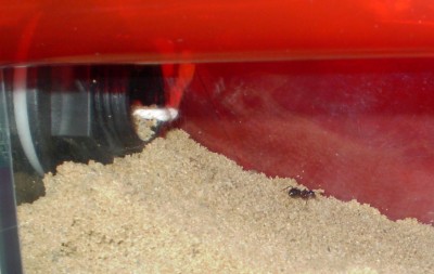 Ameise vorm Eingang.jpg