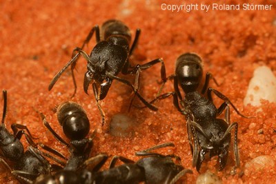 Ponera-003-(450)+C.jpg