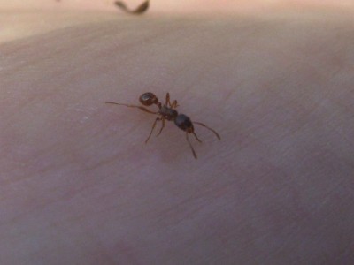 myrmica_spec.jpg