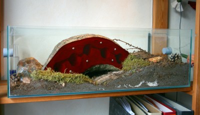 08_06_03_formicarium_neu01.jpg