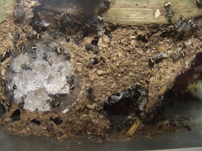 cim0643_pd_nest5.jpg