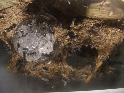 cim0620_pd_nest4.jpg