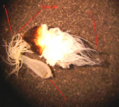 3-heldgop_queen_3 web.jpg