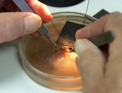 1-queen_steven_pr%e4pariert web.jpg