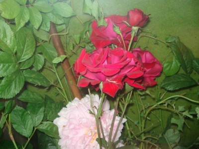 Frische Blätter.....jpg