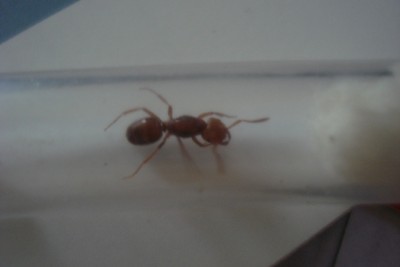 Queen ant2.JPG