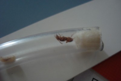 Queen ant1.JPG
