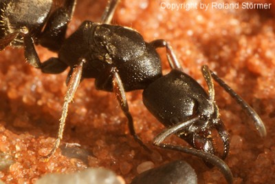Ponera-013-(450)+C.jpg