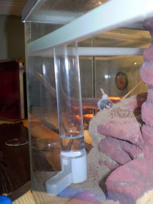 Lasius niger Aushub.jpg