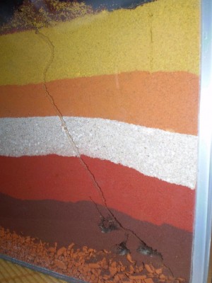 Lasius niger Gang.jpg