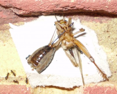 Lasius Niger Grille.jpg