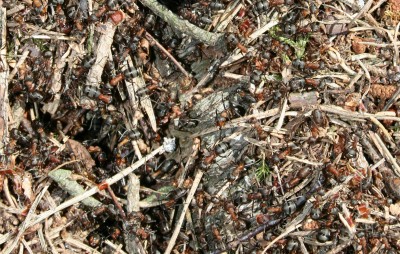 08_07_waldameisen02.jpg