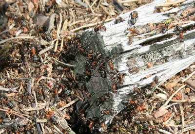 08_07_waldameisen01.jpg