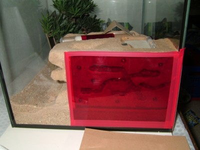 neuesformicarium 016.jpg