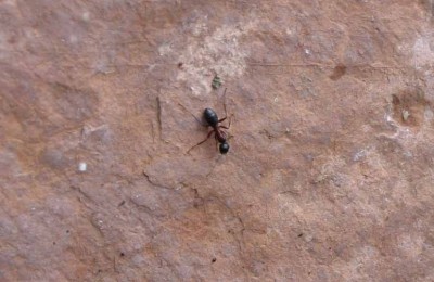 ant_0003.jpg