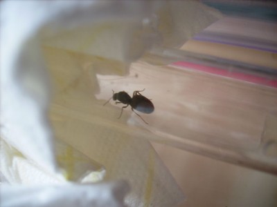 ant2.jpg