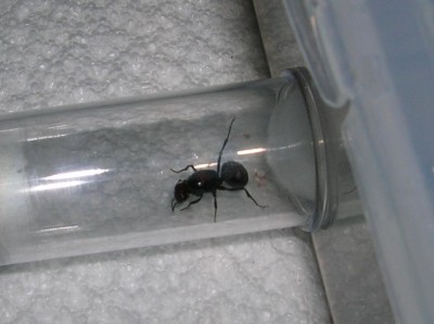 Messor cephalotes queen 1.JPG