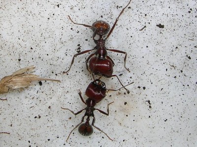 Messor cephalotes (major workers) 2.JPG