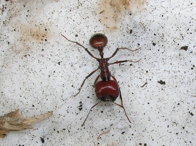 Messor cephalotes (major worker) 3.JPG