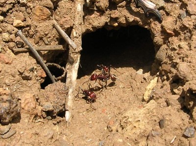 Messor cephalotes (Kenya 2008) 2.JPG