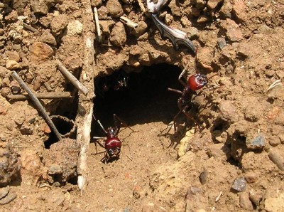 Messor cephalotes (Kenya 2008) 1.JPG