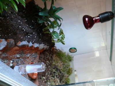 P1010673 (Large).JPG