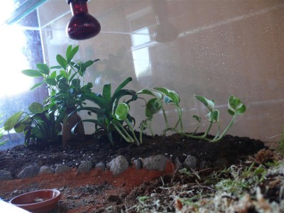 P1010678 (Large).JPG