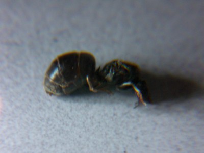 Ameisen seitlich g.jpg