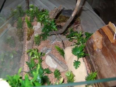 formicarium8.jpg (260.28 KiB) 10226-mal betrachtet formicarium8.jpg