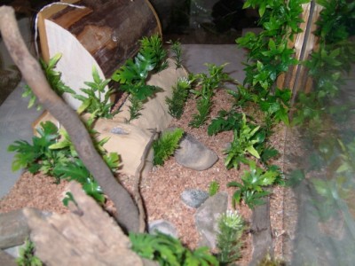 formicarium7.jpg (268.68 KiB) 10223-mal betrachtet formicarium7.jpg