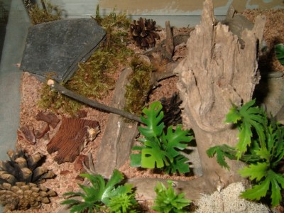 formicarium13.jpg