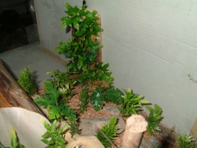 formicarium9.jpg