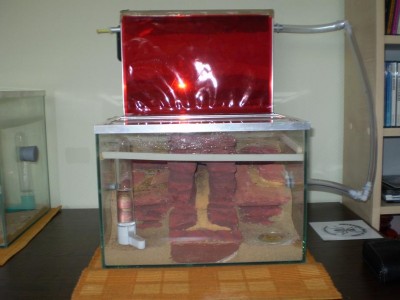 Lasius niger umg. Anlage.jpg