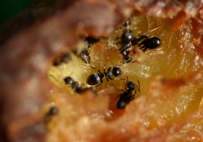 ameisen_pflaume.jpg