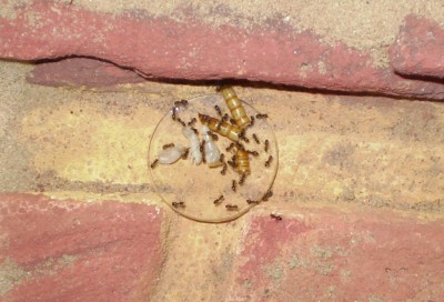 Lasius niger Mehlwürmer.jpg