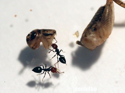 Crematogaster Scutellaris 01.jpg