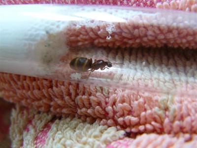 P1000771 (Medium).JPG